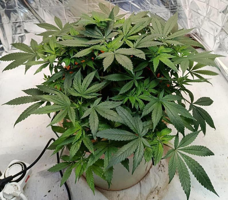 Eleven Roses Fem.. Week 14