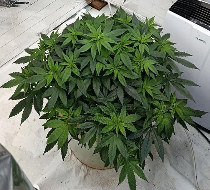 Eleven Roses Fem.. Week 16