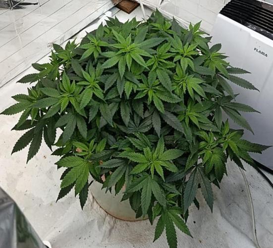 Eleven Roses. Week 16