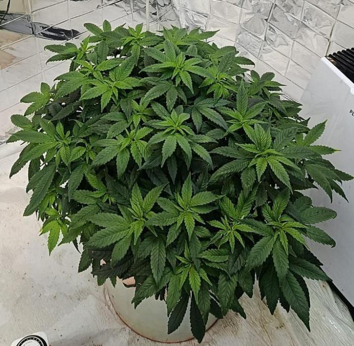 Eleven Roses Fem.. Week 17