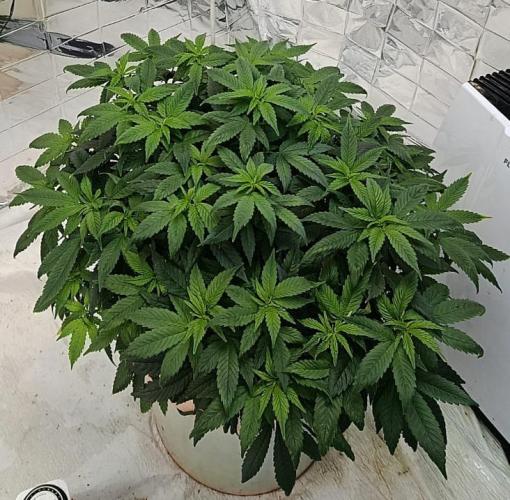Eleven Roses. Week 17