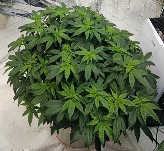 Eleven Roses. Week 18
