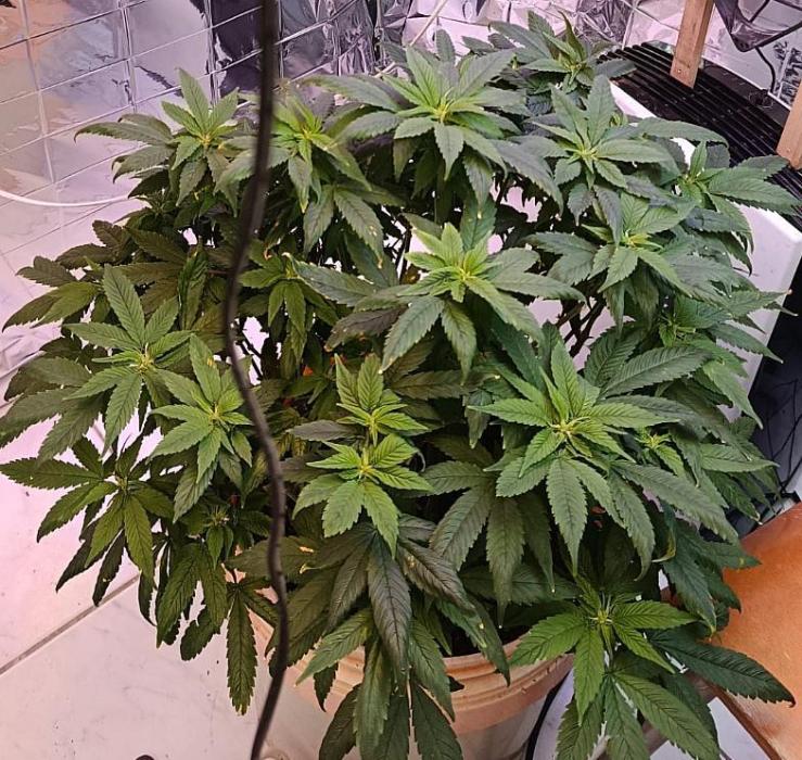 Eleven Roses Fem.. Week 19