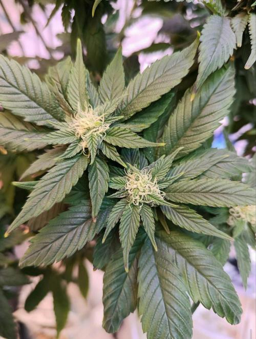 Eleven Roses Fem.. Week 22