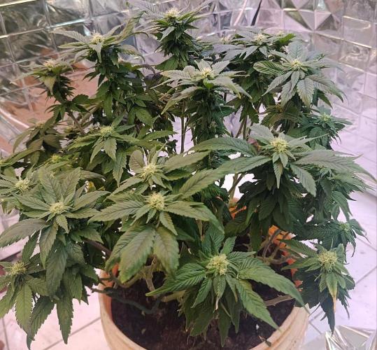 Eleven Roses Fem.. Week 22