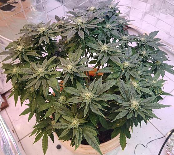 Eleven Roses Fem.. Week 23