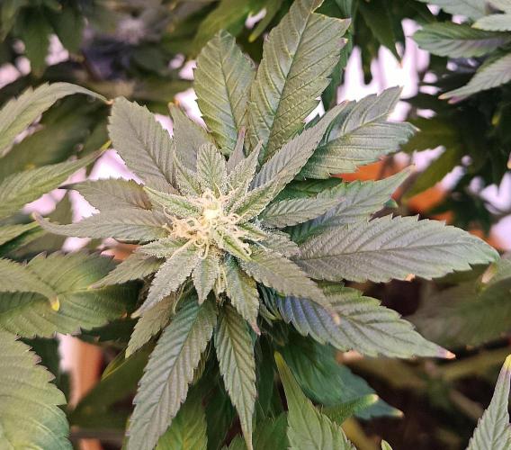 Eleven Roses Fem.. Week 23