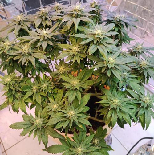 Eleven Roses Fem.. Week 24