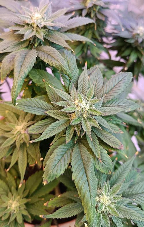 Eleven Roses Fem.. Week 24