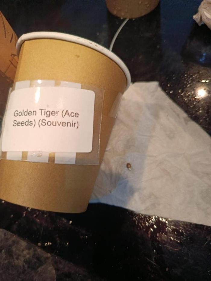 Golden Tiger. Week 0