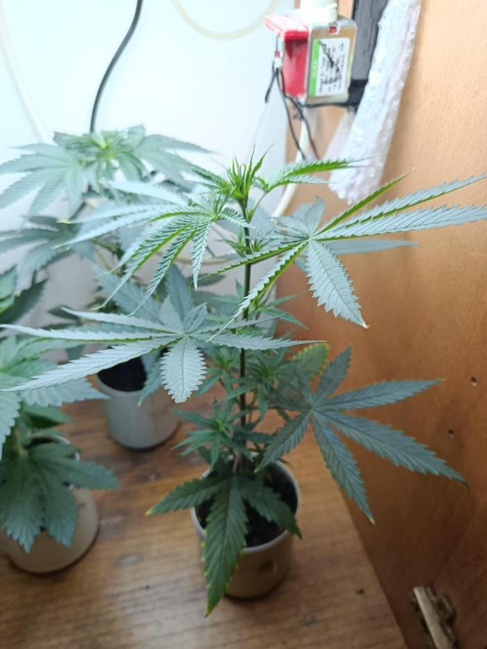 Golden Tiger. Week 7
