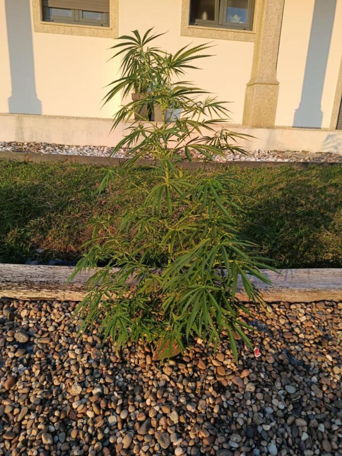 Golden Tiger. Week 18