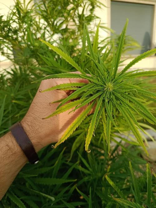 Golden Tiger. Week 28