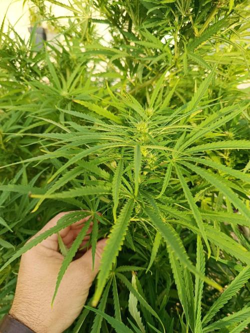 Golden Tiger. Week 28