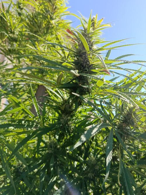 Golden Tiger. Week 32