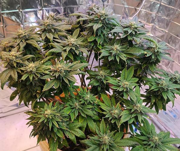 Eleven Roses Fem.. Week 25