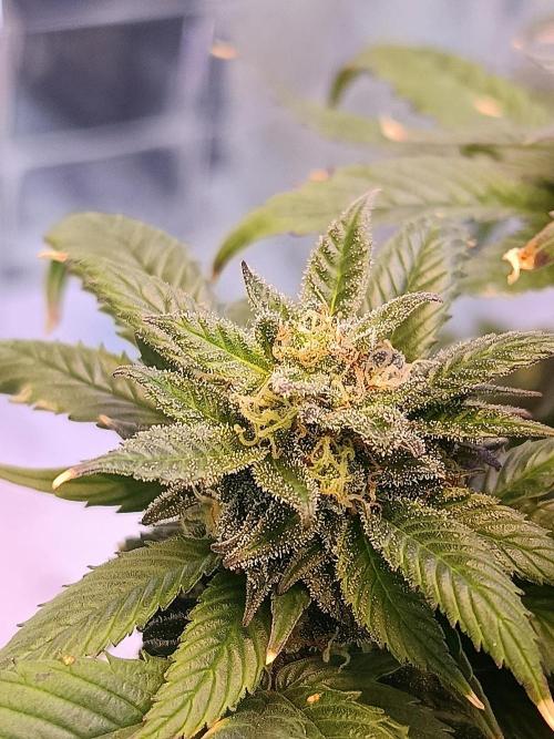 Eleven Roses Fem.. Week 25