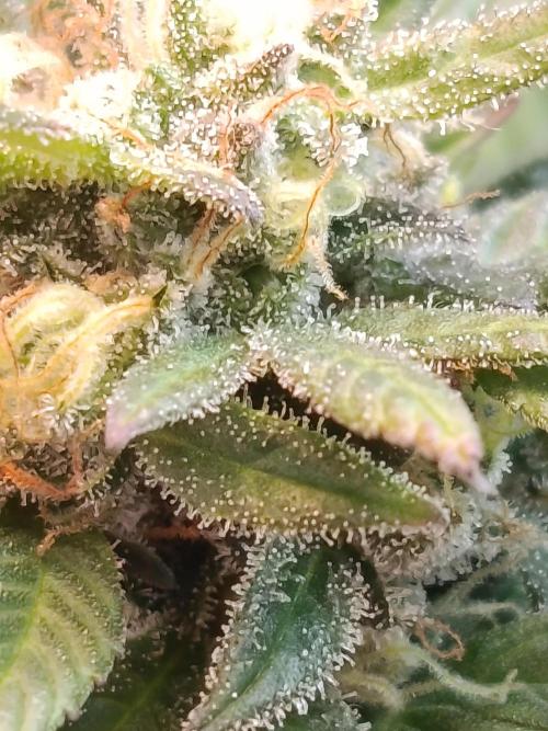 Eleven Roses Fem.. Week 25
