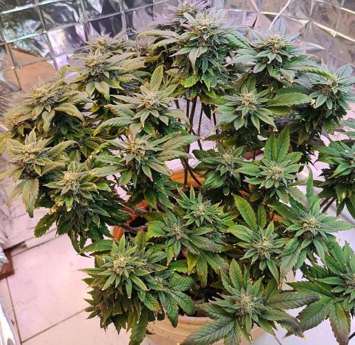 Eleven Roses Fem.. Week 26