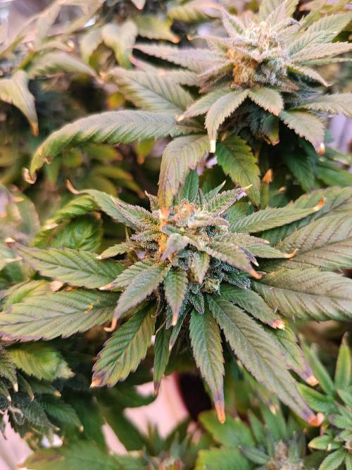 Eleven Roses Fem.. Week 26