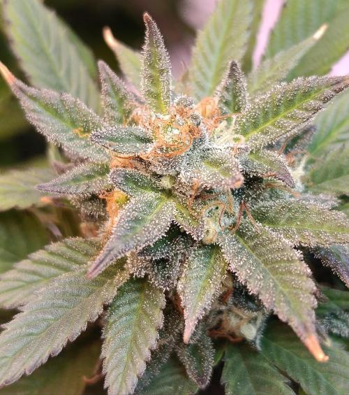 Eleven Roses Fem.. Week 26