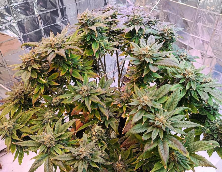 Eleven Roses Fem.. Week 27
