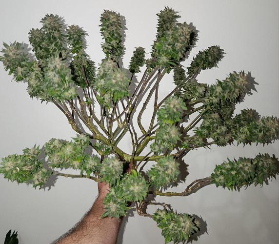 Eleven Roses Fem.. Week 28