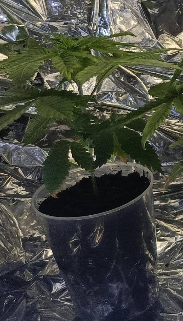 Banana Sherbet - Outdoor - Organic. Week 5