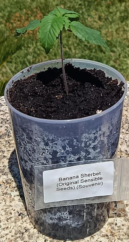 Banana Sherbet. Week 1
