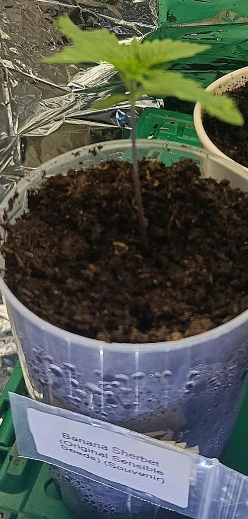 Banana Sherbet - Outdoor - Organic. Week 2