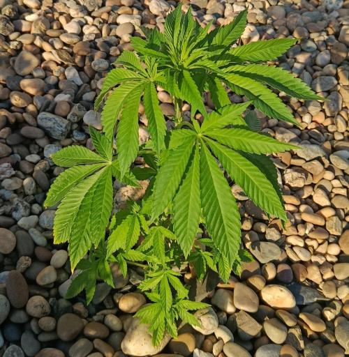 Banana Sherbet. Week 7