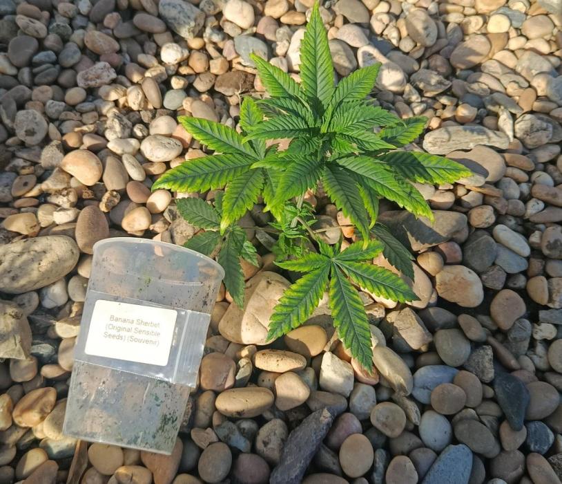 Banana Sherbet - Outdoor - Organic. Week 6