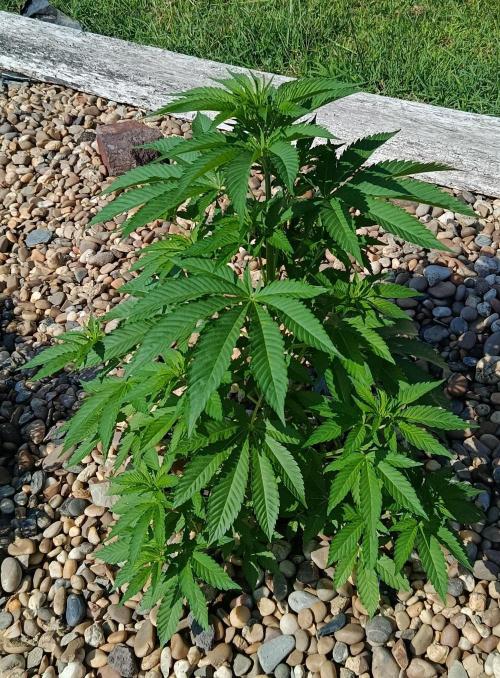 Banana Sherbet. Week 10