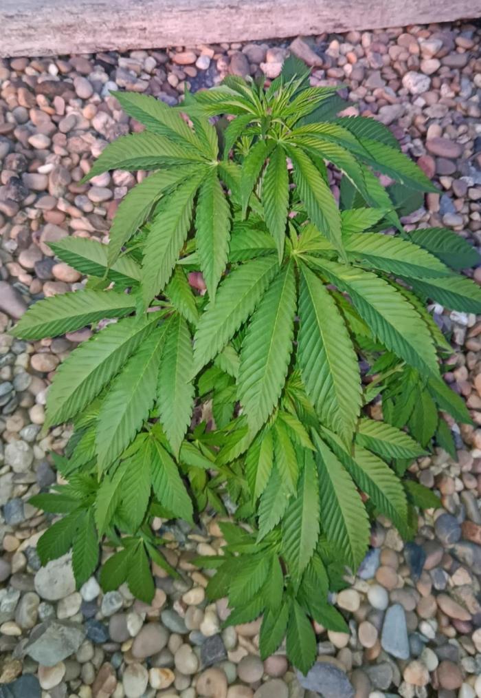 Banana Sherbet - Outdoor - Organic. Week 9