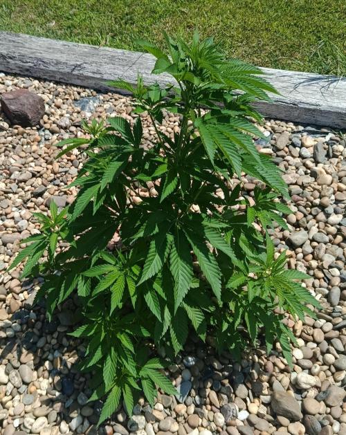 Banana Sherbet. Week 11