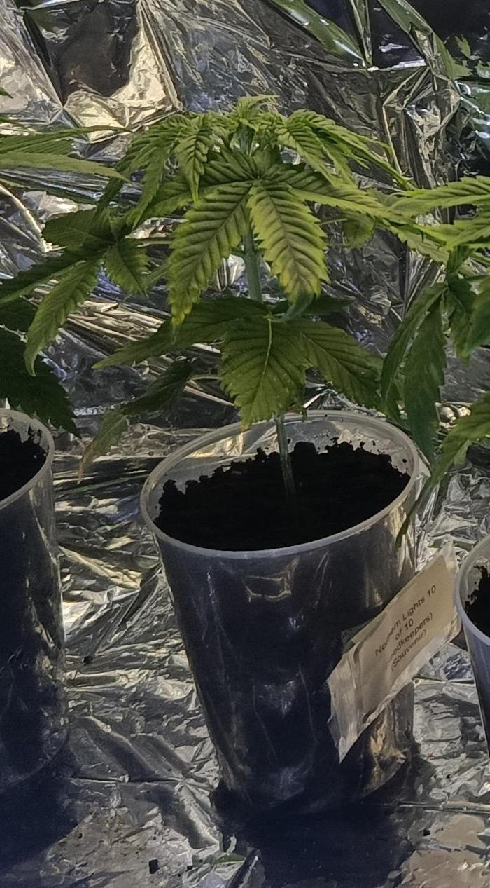 Northern Ligths 10/10 - Outdoor/Organic. Week 5