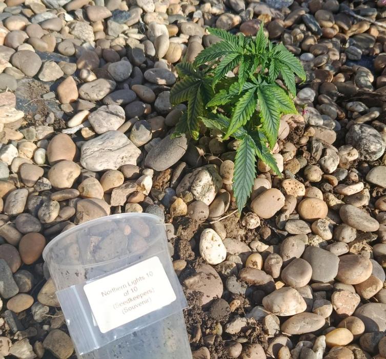 Northern Ligths 10/10 - Outdoor/Organic. Week 6