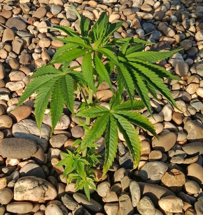 Northern Ligths 10/10 - Outdoor/Organic. Week 7