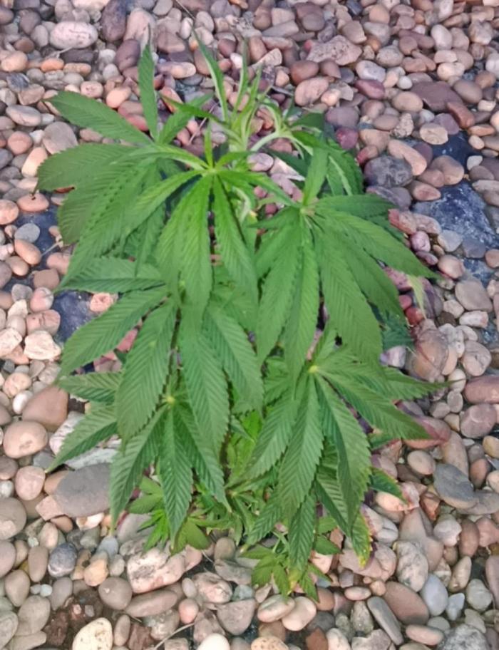 Northern Ligths 10/10 - Outdoor/Organic. Week 9