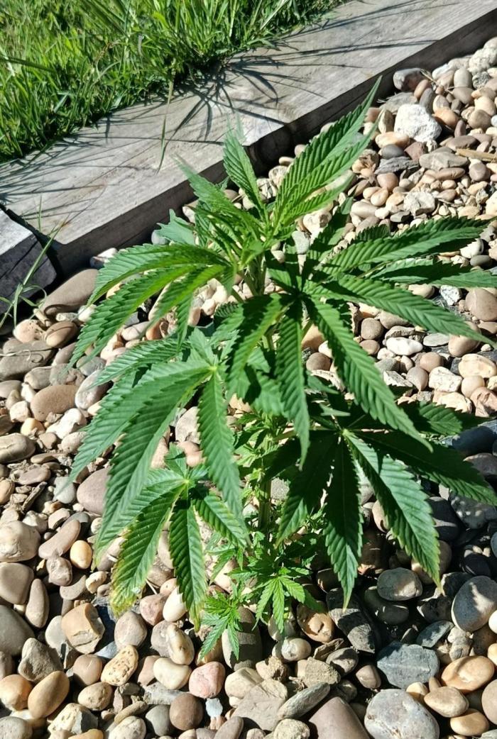 Northern Ligths 10/10 - Outdoor/Organic. Week 8
