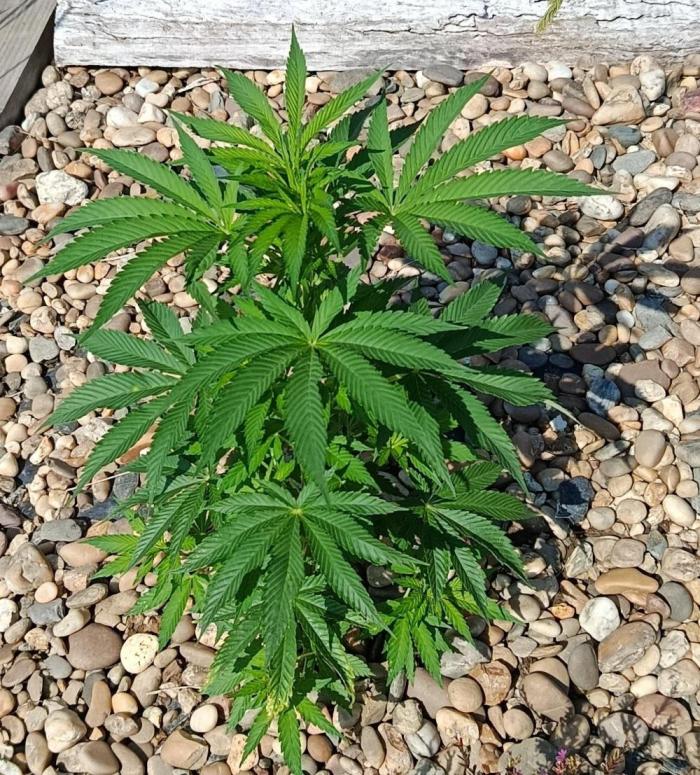 Northern Ligths 10/10 - Outdoor/Organic. Week 10