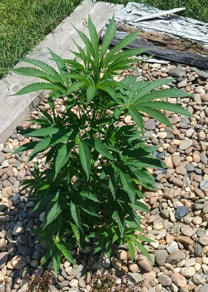 Northern Ligths 10/10 - Outdoor/Organic. Week 11