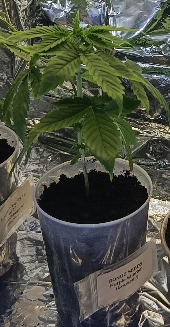 Purple Sherbet - Outdoor/Organic. Week 5