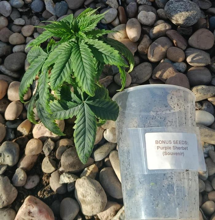 Purple Sherbet - Outdoor/Organic. Week 6