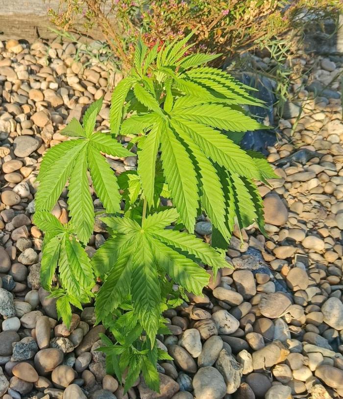Purple Sherbet - Outdoor/Organic. Week 7