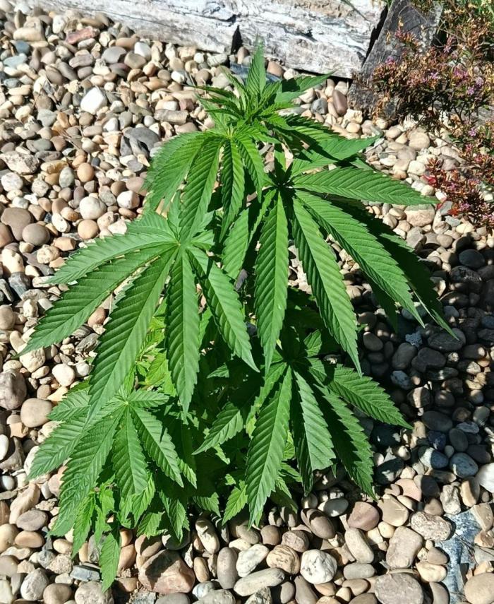 Purple Sherbet - Outdoor/Organic. Week 8