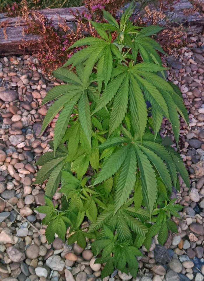 Purple Sherbet - Outdoor/Organic. Week 9