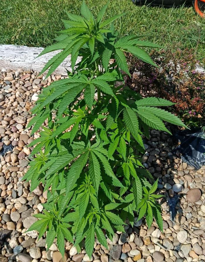 Purple Sherbet - Outdoor/Organic. Week 10