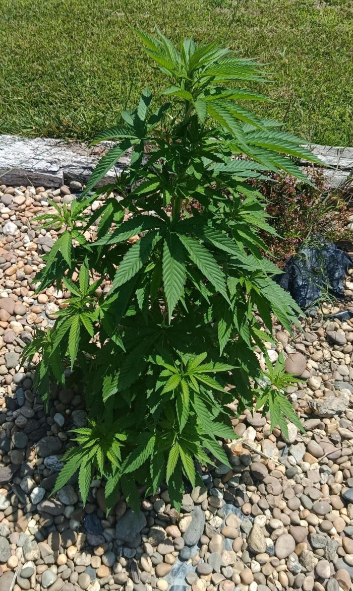 Purple Sherbet - Outdoor/Organic. Week 11