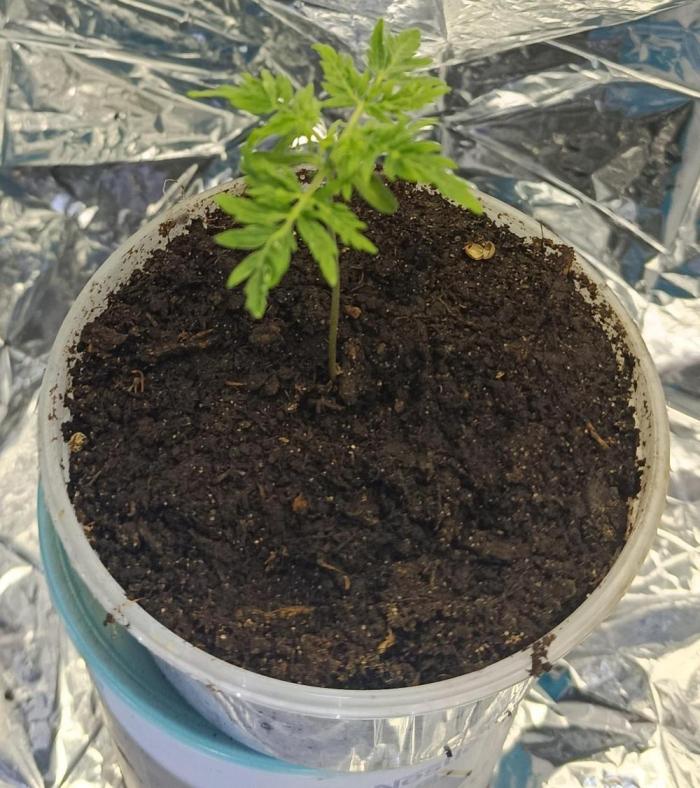 Frosty´s Purple Freak. Week 2